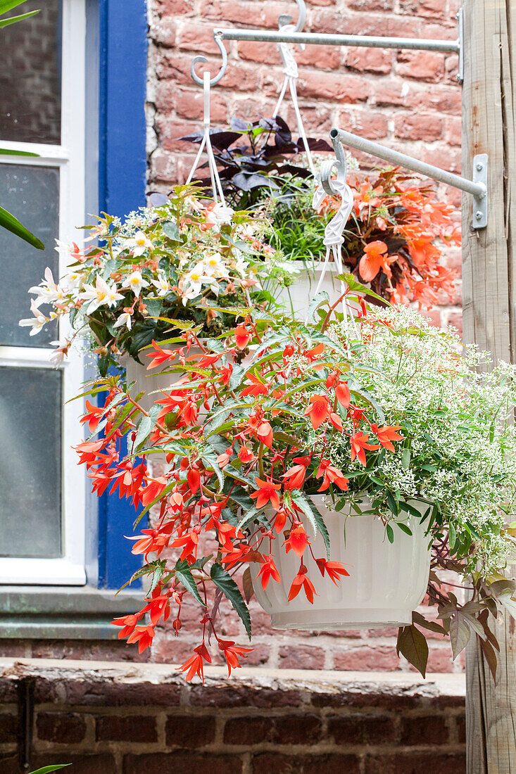 Traffic light with Begonia and Euphorbia