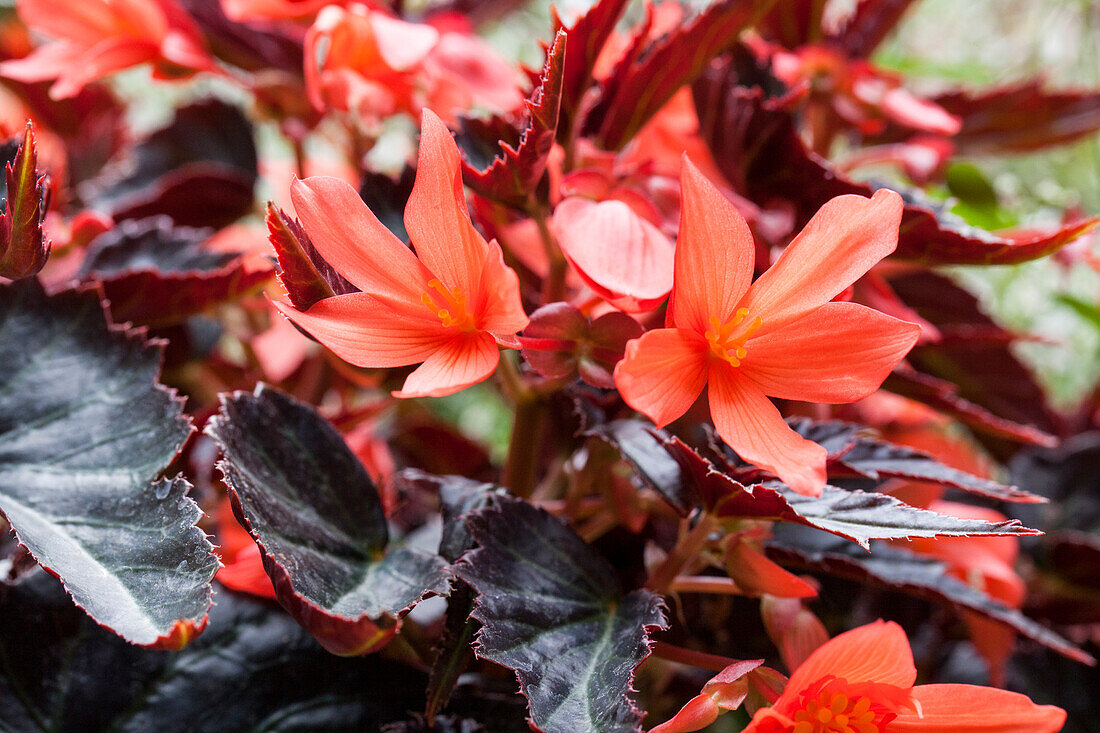 Begonia SUMMERWINGS™ 'Ebony & Orange'