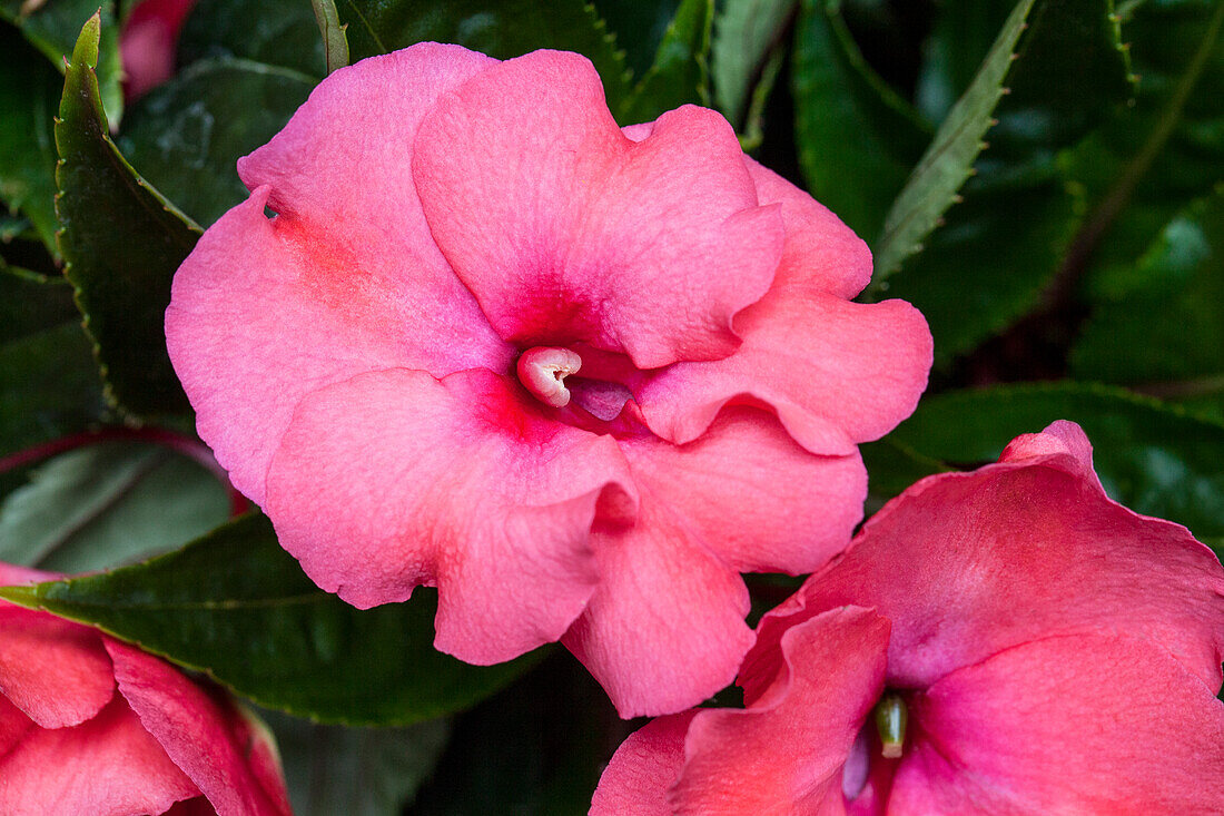 Impatiens 'PARADISE Rococo Constance(s)