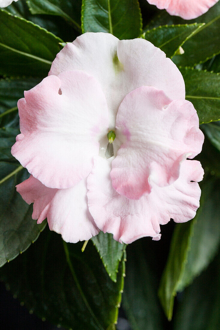 Impatiens PARADISE Rococo Michelle