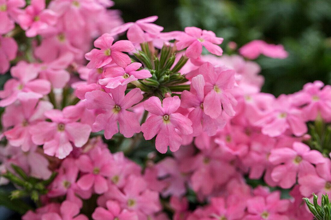 Verbena Vepita Pink