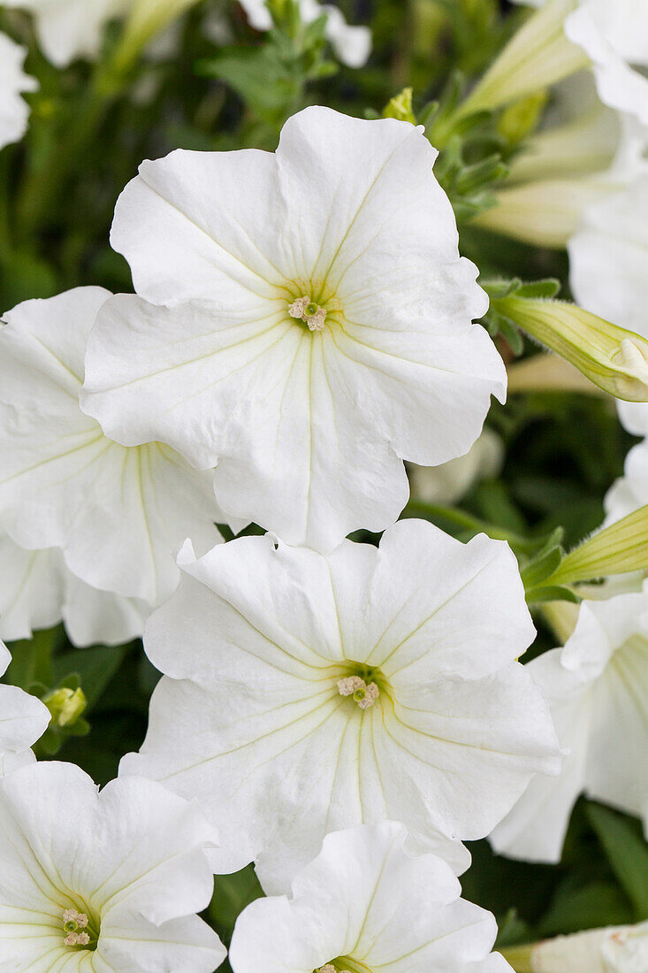 Petunia 'VERANDA White'(s)