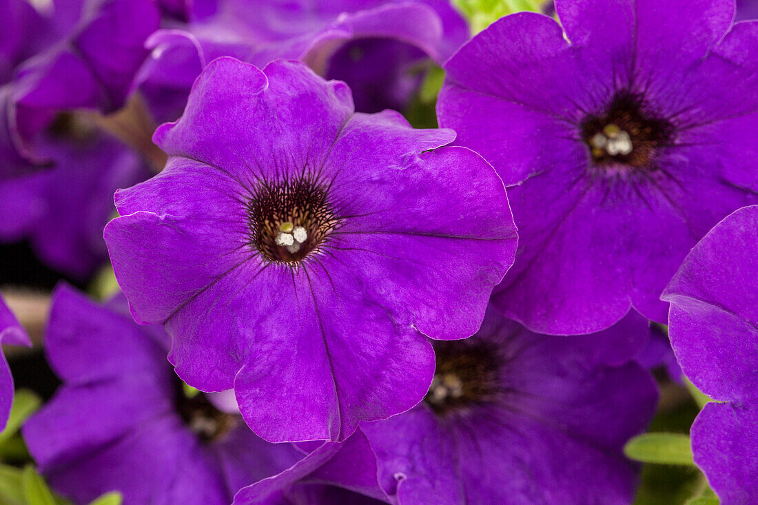 Petunia 'Bingo® Blue'