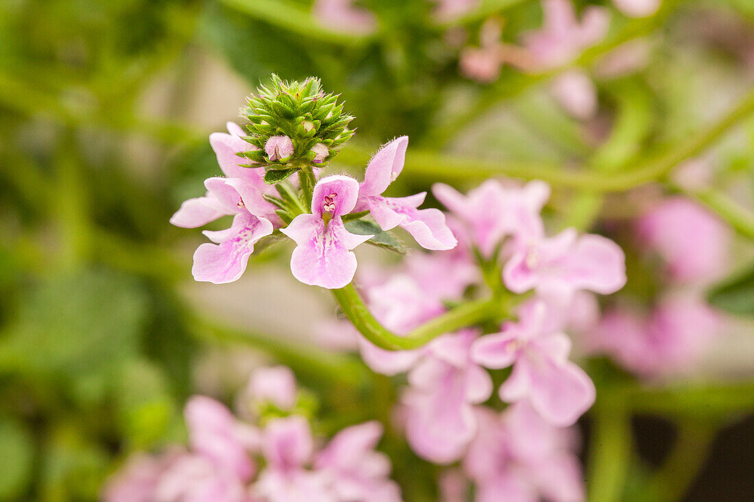 Stachys 'Lilac Falls'™