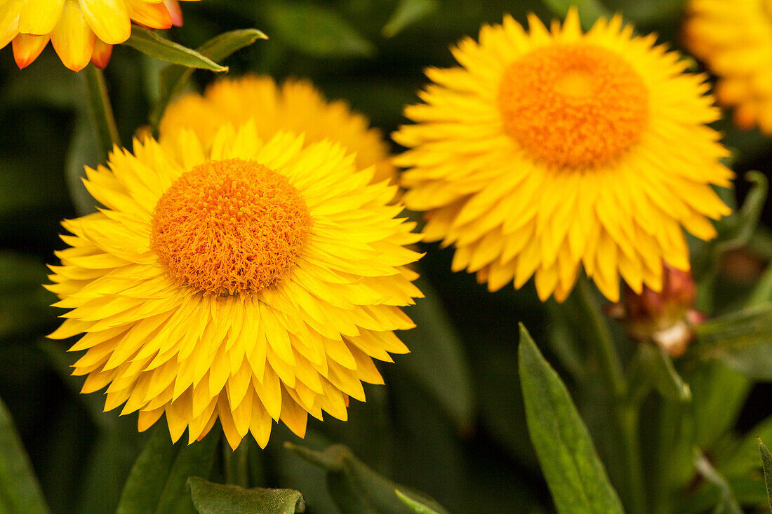 Helichrysum bracteatum 'Cottage™ Yellow'