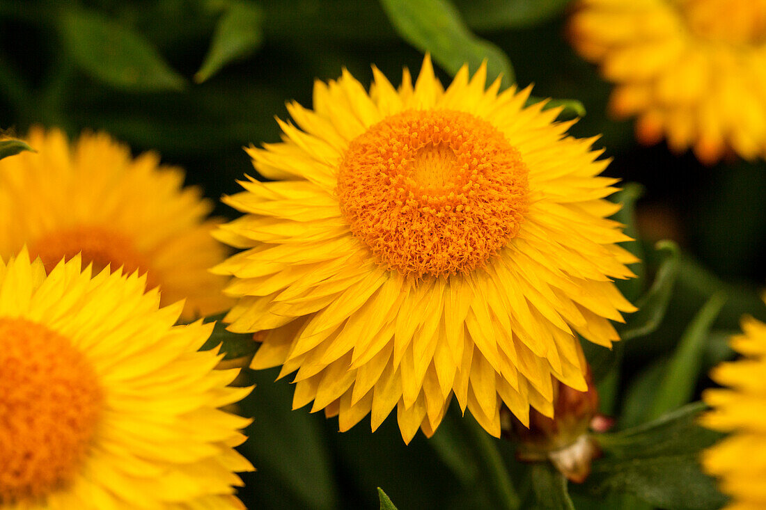 Helichrysum bracteatum 'Cottage™ Yellow'