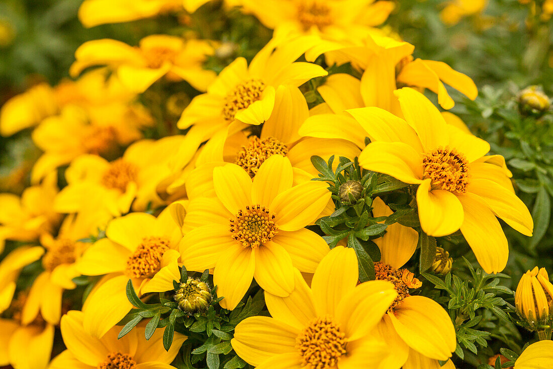 Bidens ferulifolia 'Giant™ Sun'