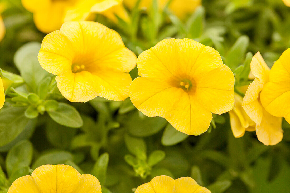 Calibrachoa Early Bird™ 'Sun'