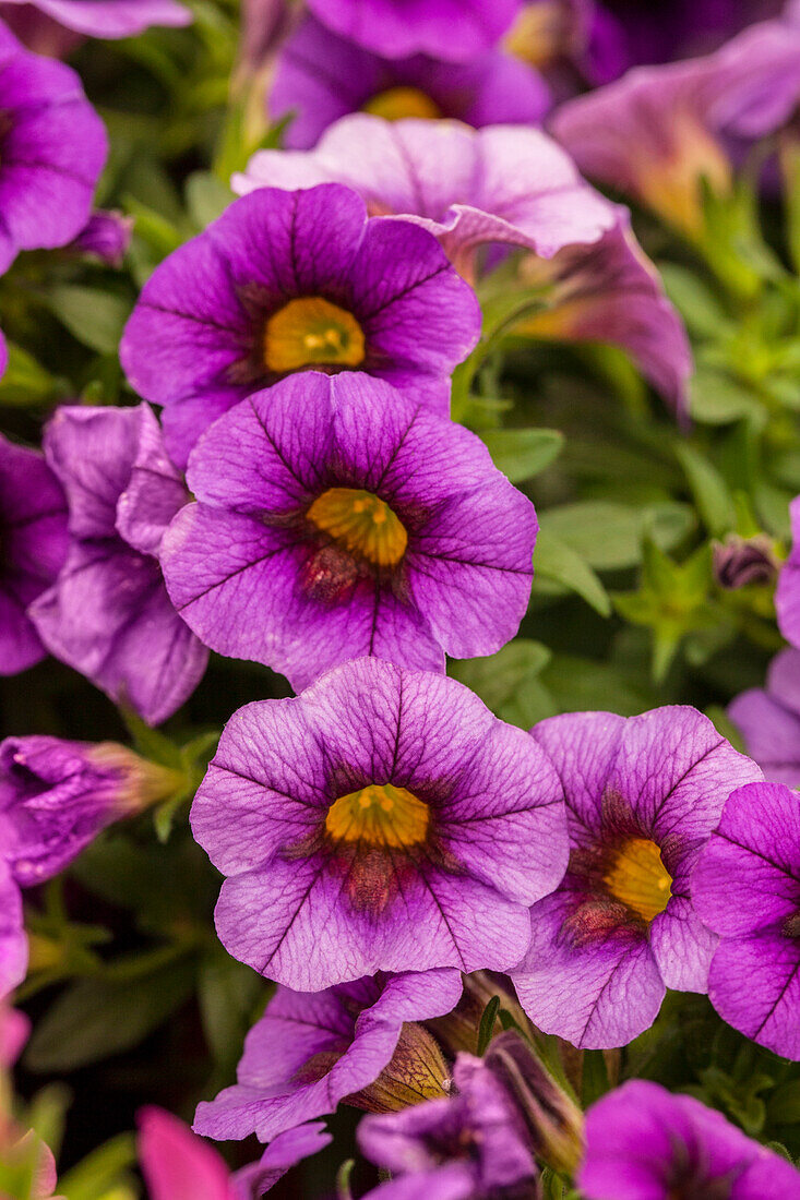 Calibrachoa EARLY BIRD® 'Blue Impr.'