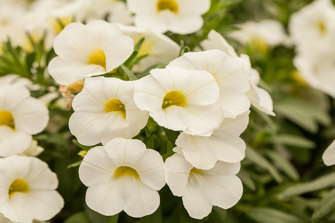 Calibrachoa Early Bird™ 'White'