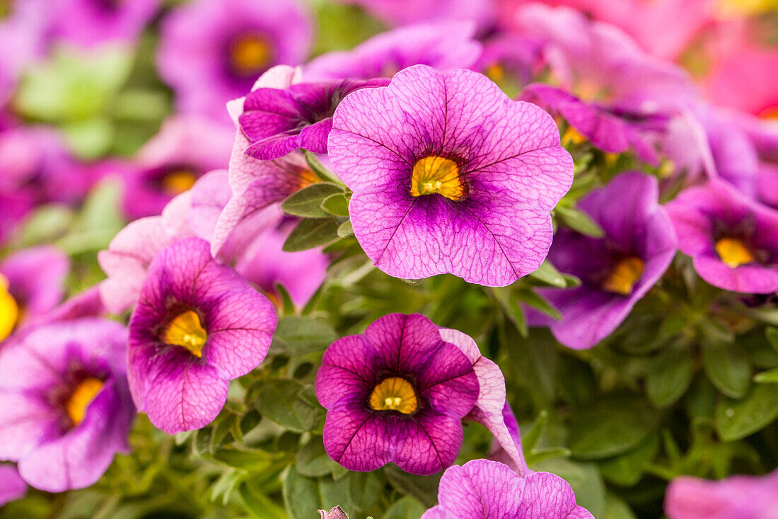 Calibrachoa 'Calitastic™ Dark Violet'