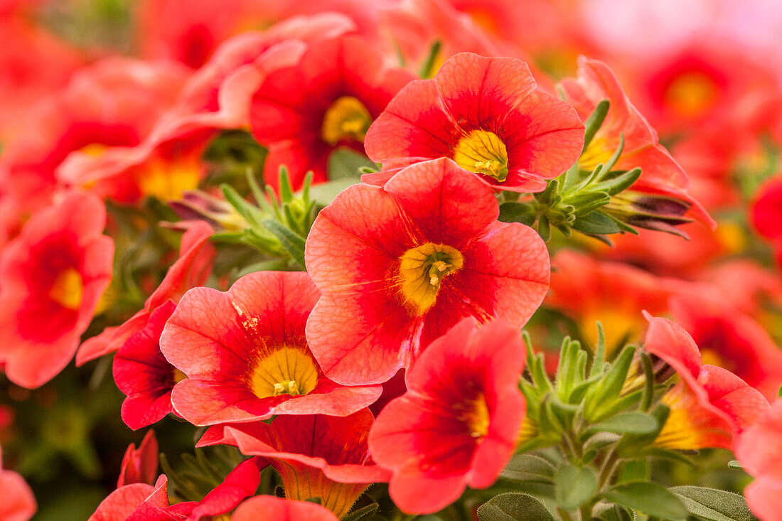 Calibrachoa 'Calitastic™ Papaya'