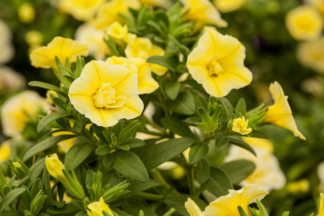 Calibrachoa 'Celebration® Double Lemon Star'