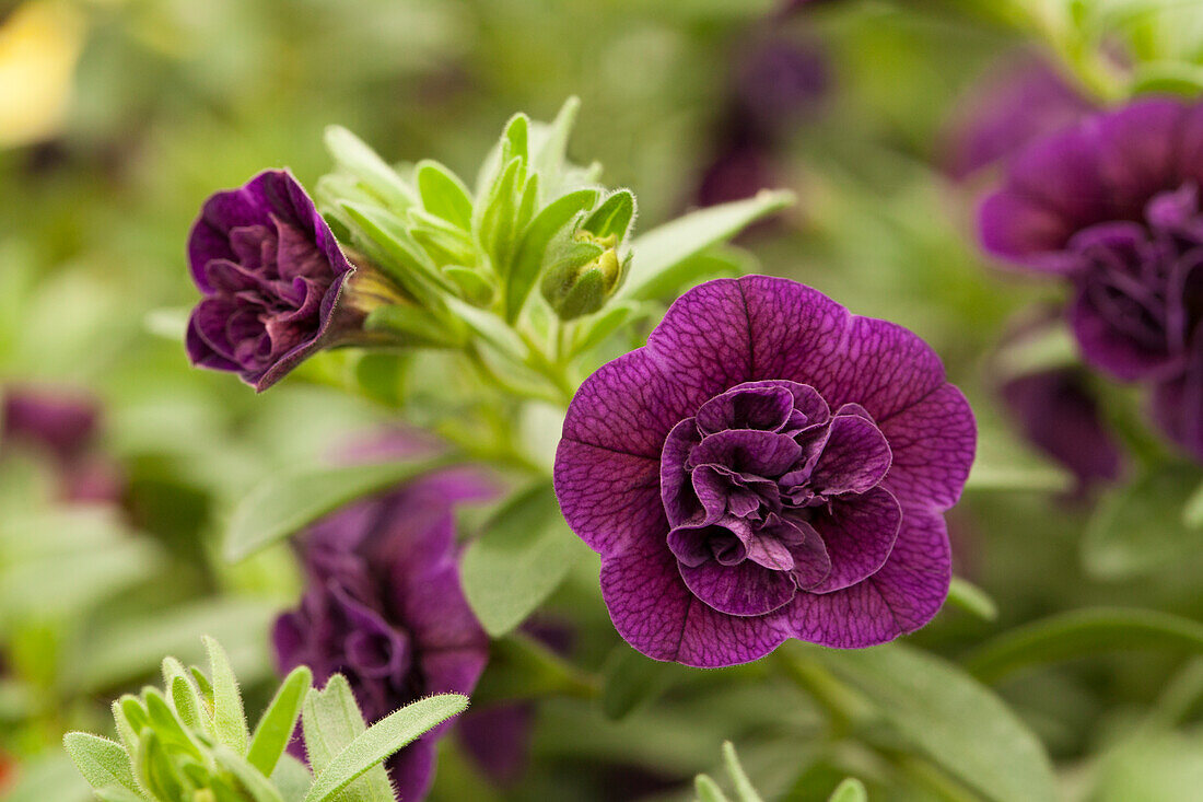 Calobrachoa CELEBRATION® DOUBLE 'Aubergine'