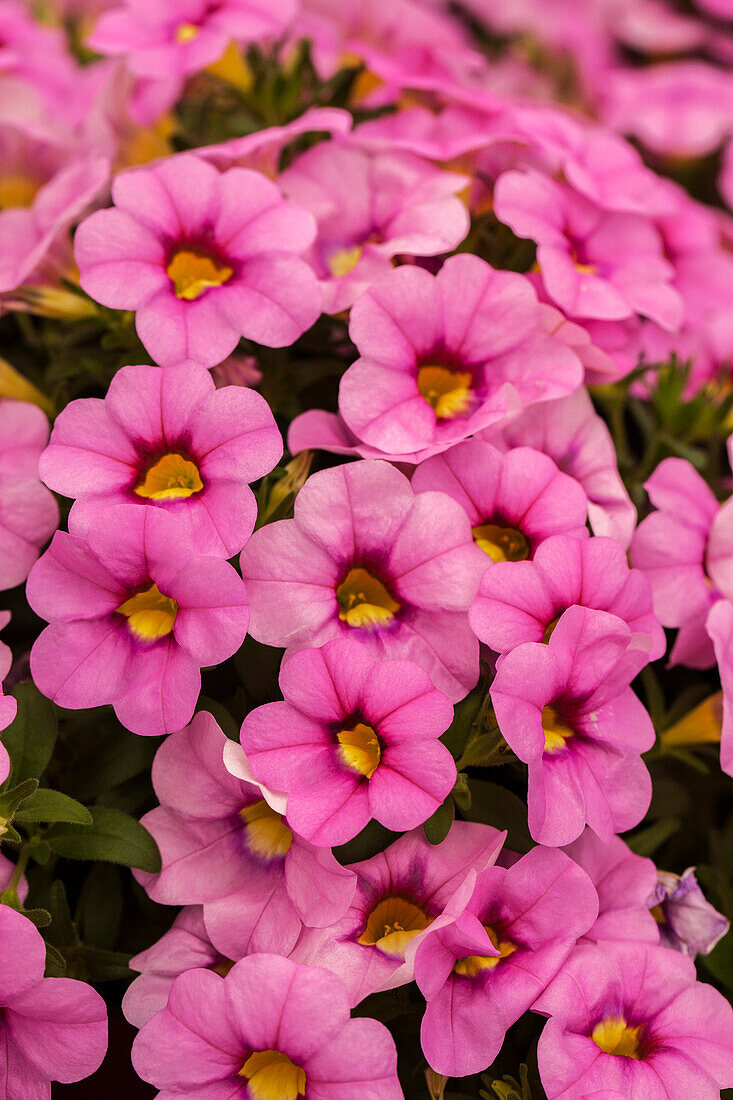 Calibrachoa Celebration® Light Pink