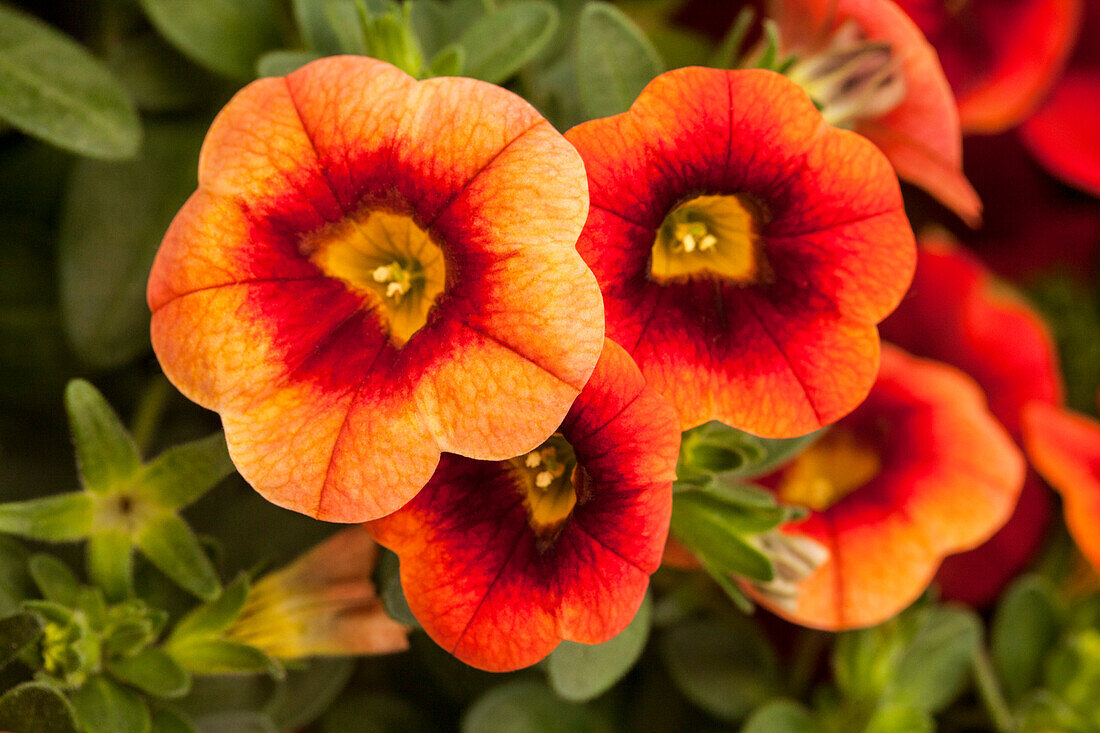 Calibrachoa 'Calibasket™ Corona'