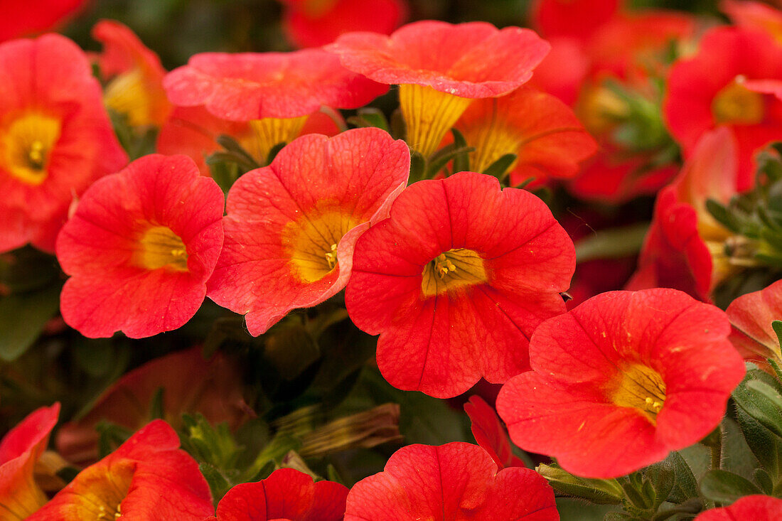 Calibrachoa 'Calibasket™ Radiant Orange'