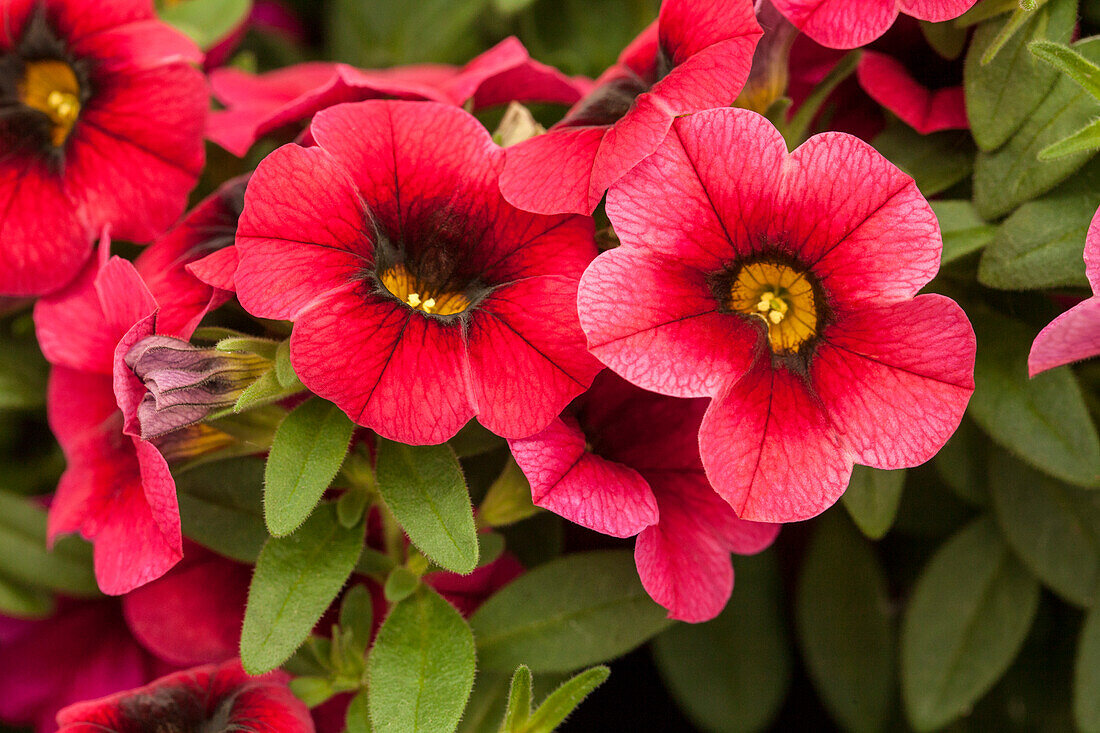 Calibrachoa 'Calibasket™ Strawberry Pop'