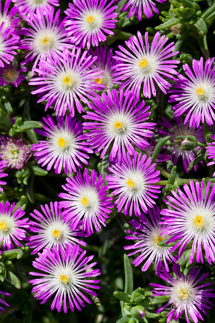 Delosperma Wheels of Wonder® 'Violet Wonder'