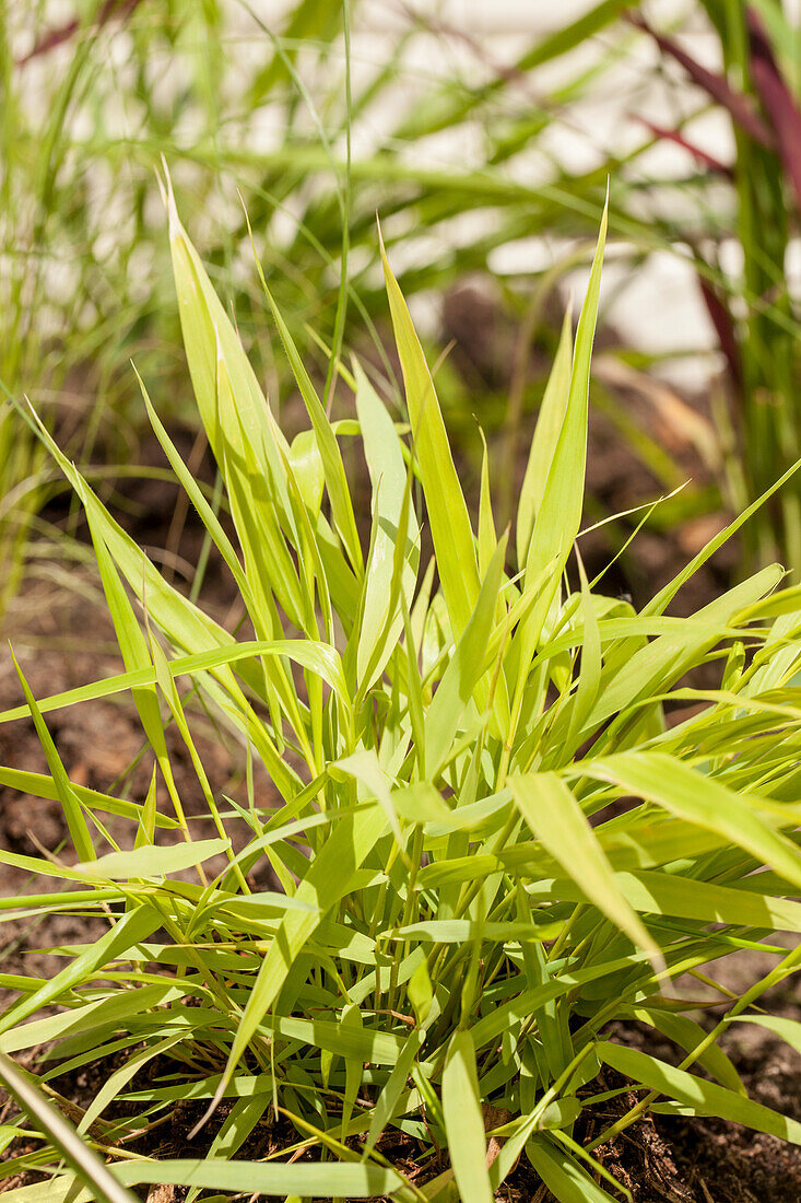 Hakonechloa macra 'All Gold'