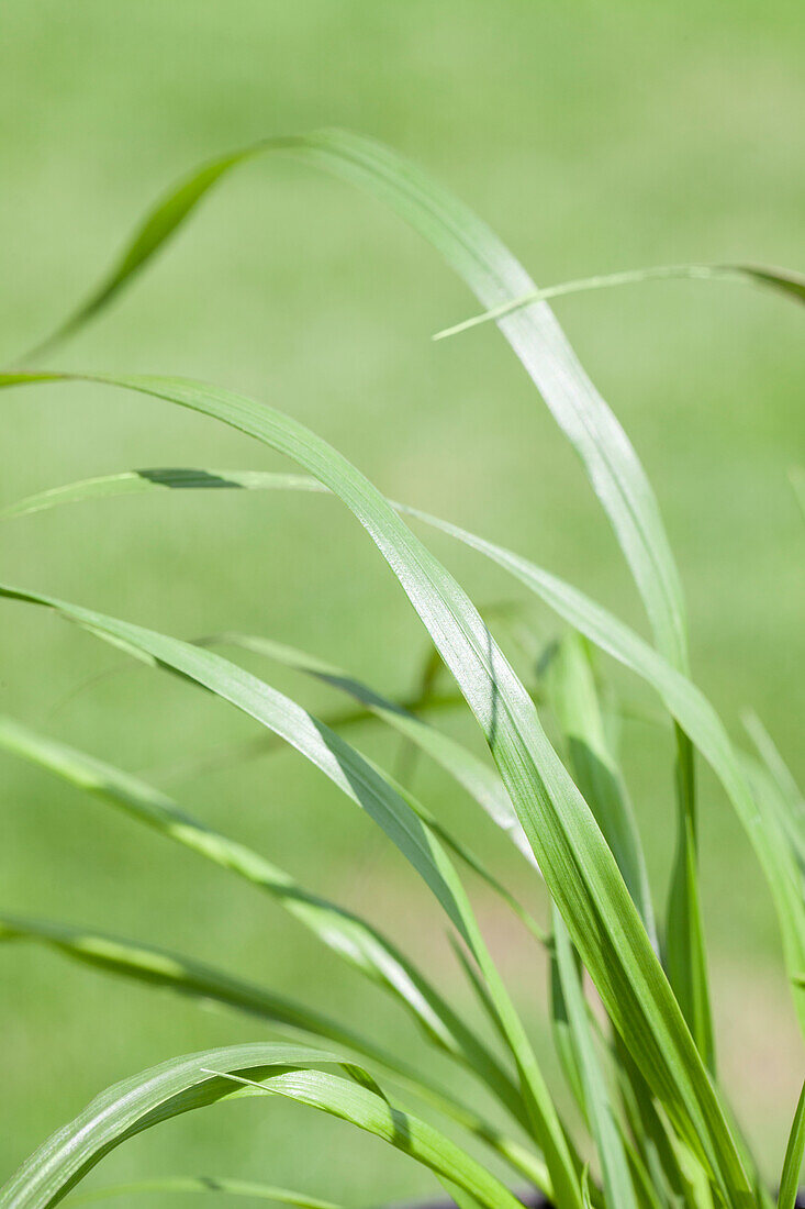 Pennisetum alopecuroides var. viridescens