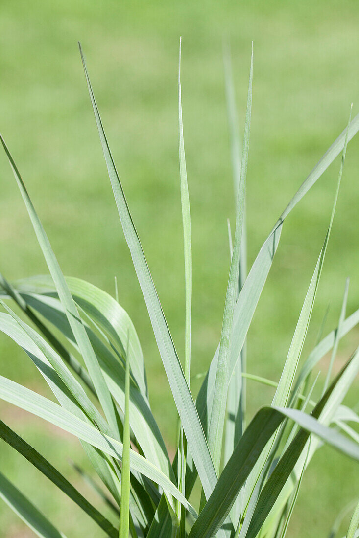 Panicum virgatum 'Prairie Sky'