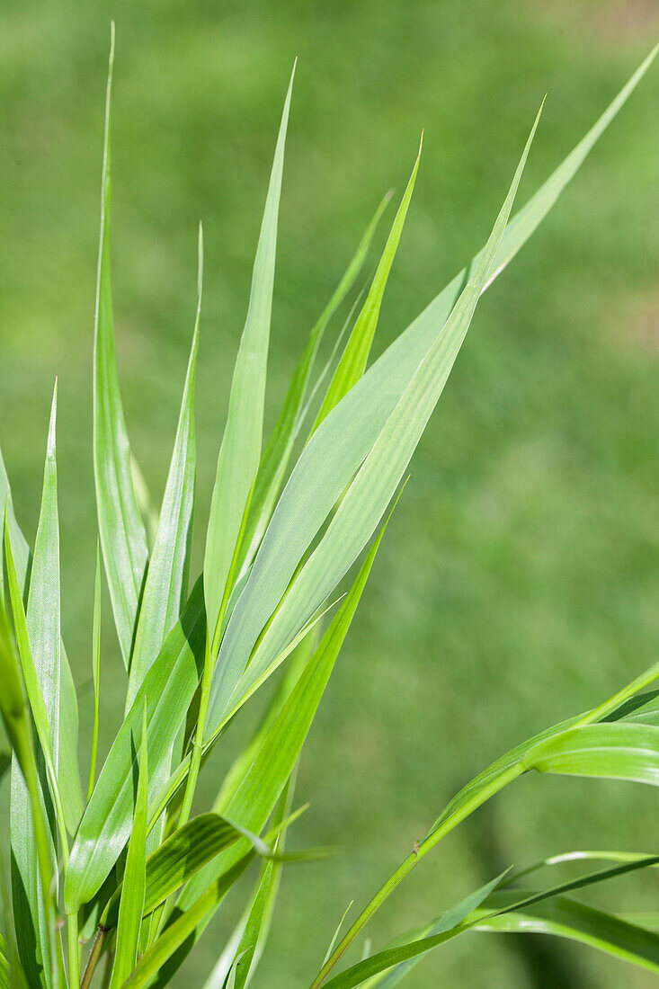 Hakonechloa macra