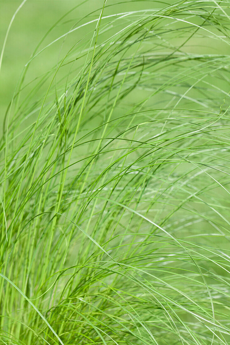 Stipa tenuissima 'Ponytails