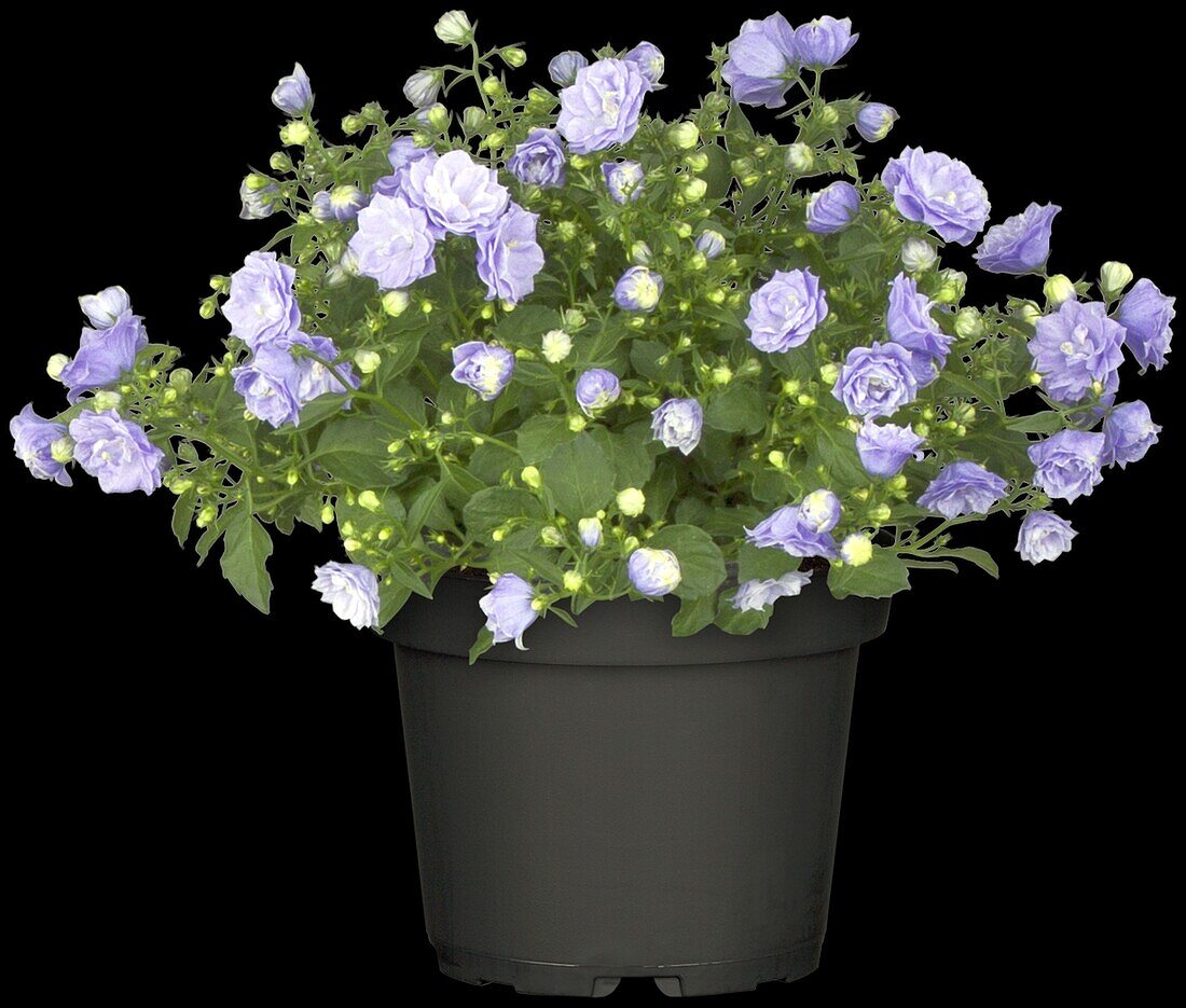 Campanula haylodgensis Blue Wonder