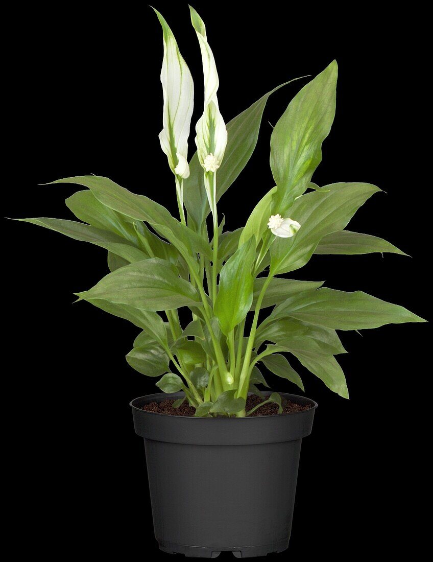 Spathiphyllum floribundum Mini