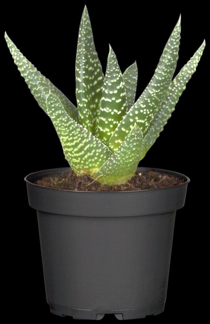 Aloe