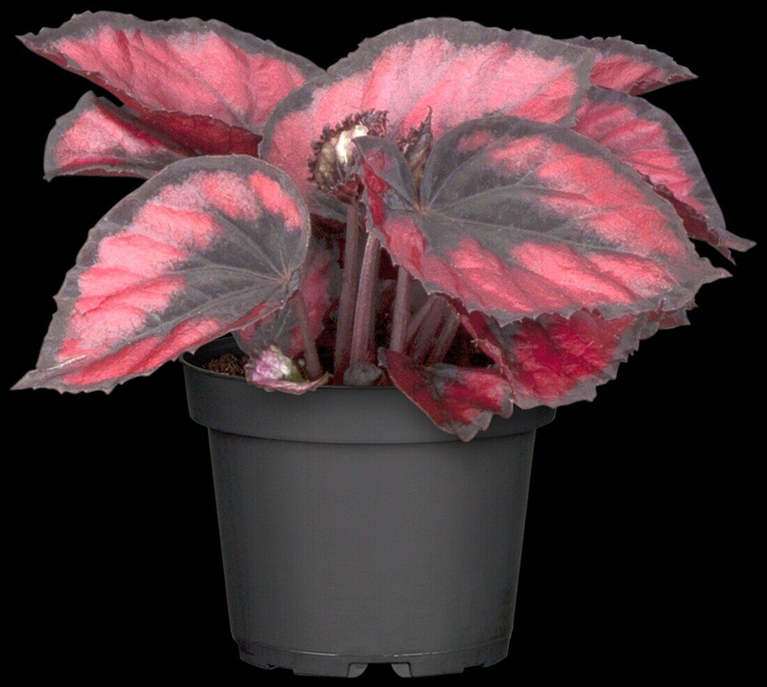 Begonia Rex hybrid