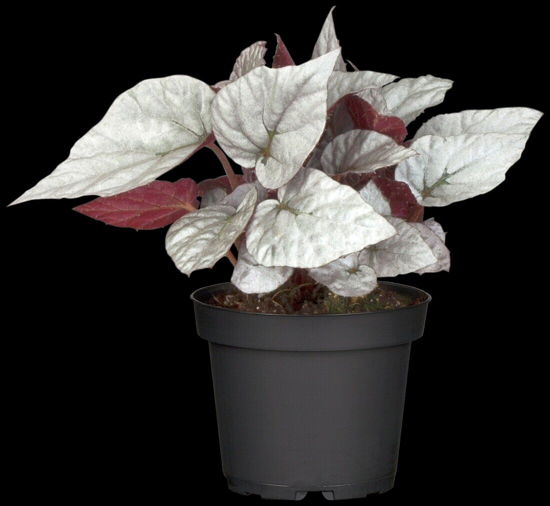 Begonia rex hybrid