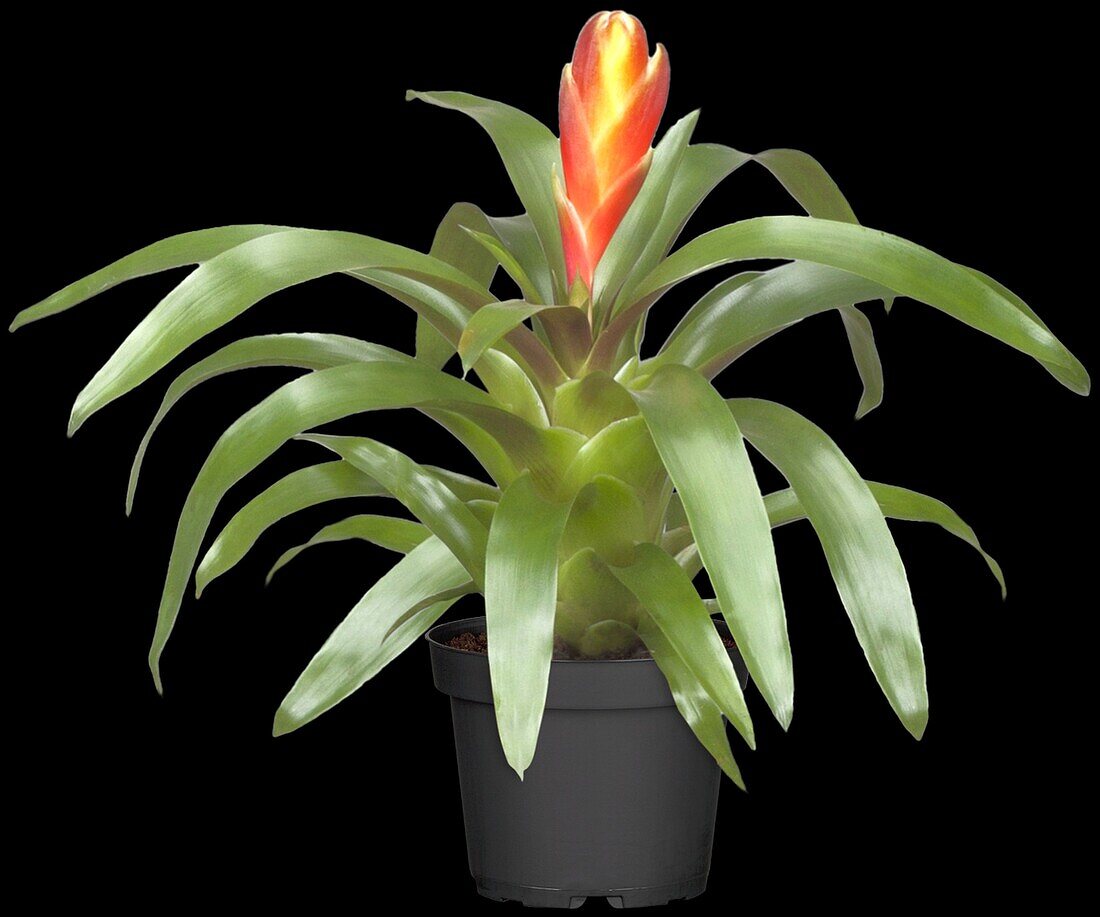 Bromelia Mini