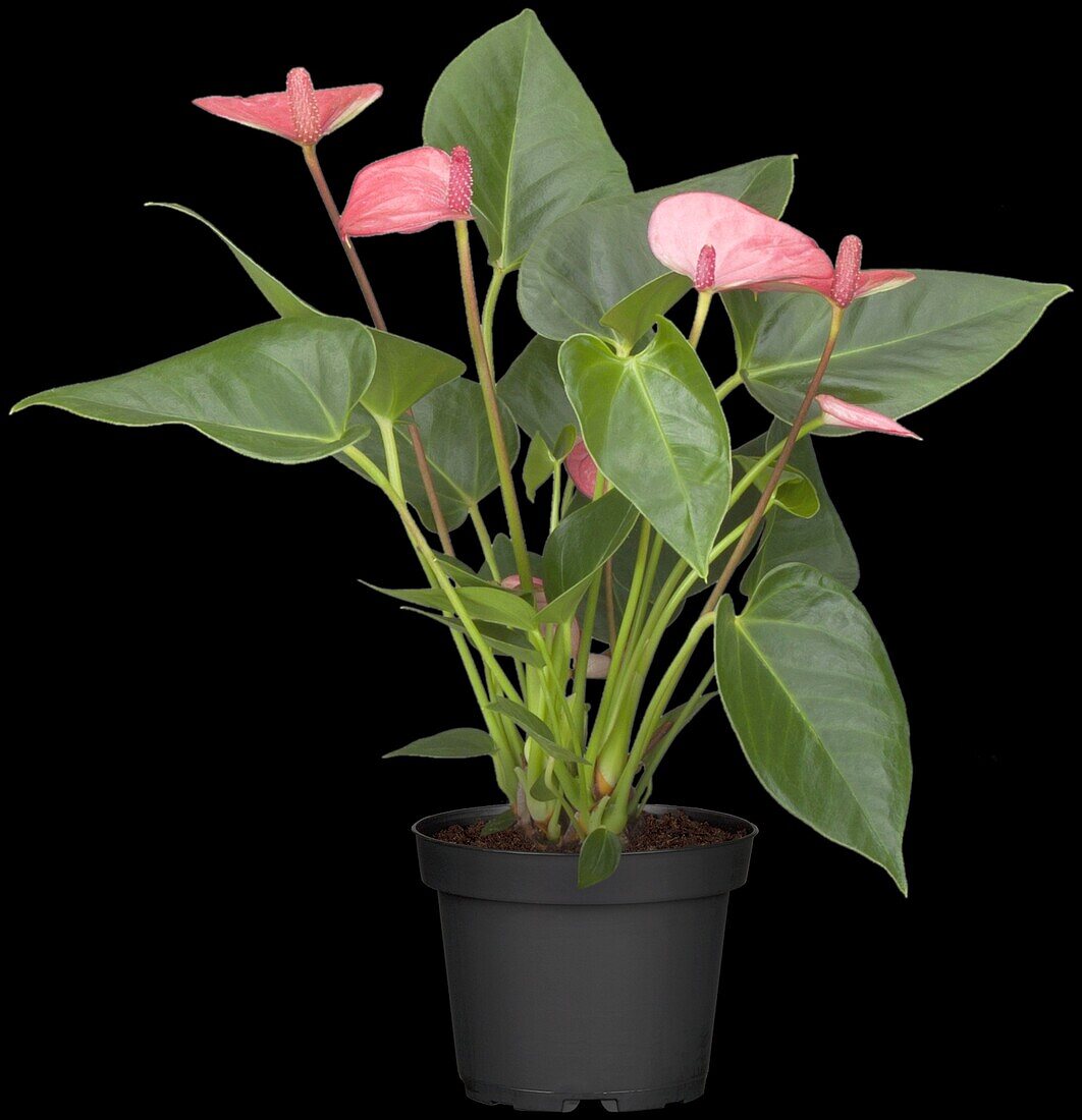 Anthurium x andreanum 'Silence'