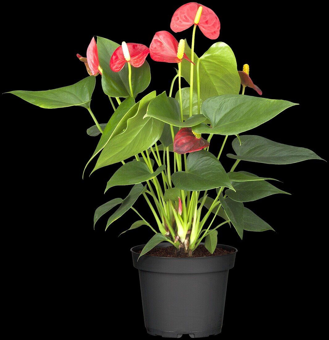 Anthurium andreanum