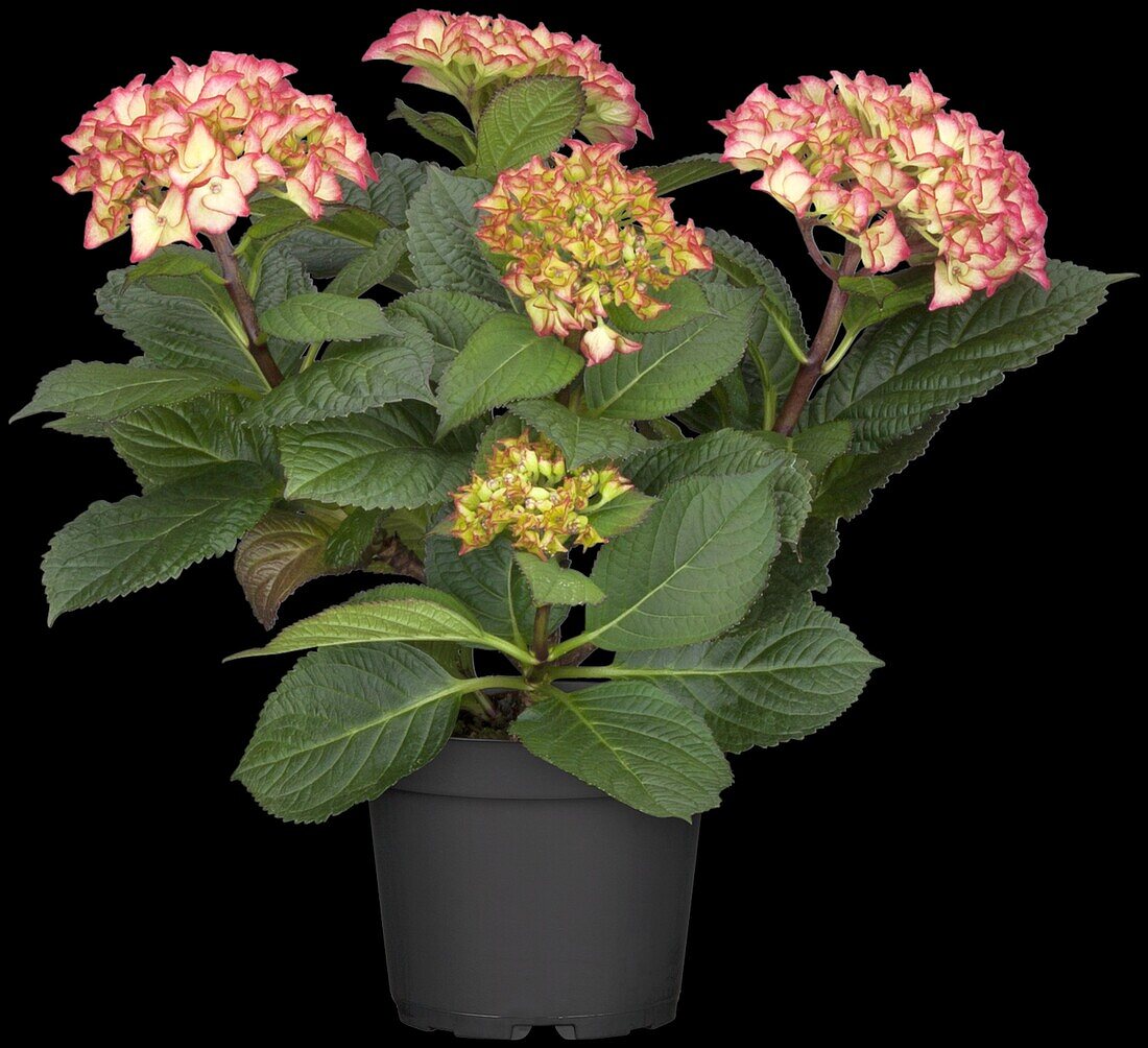 Hydrangea macrophylla, zweifarbig