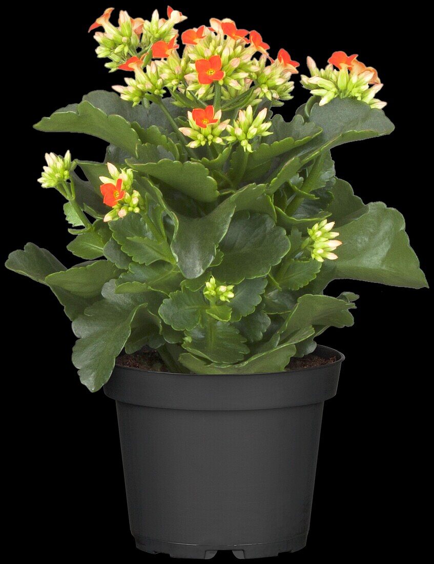 Kalanchoe blossfeldiana