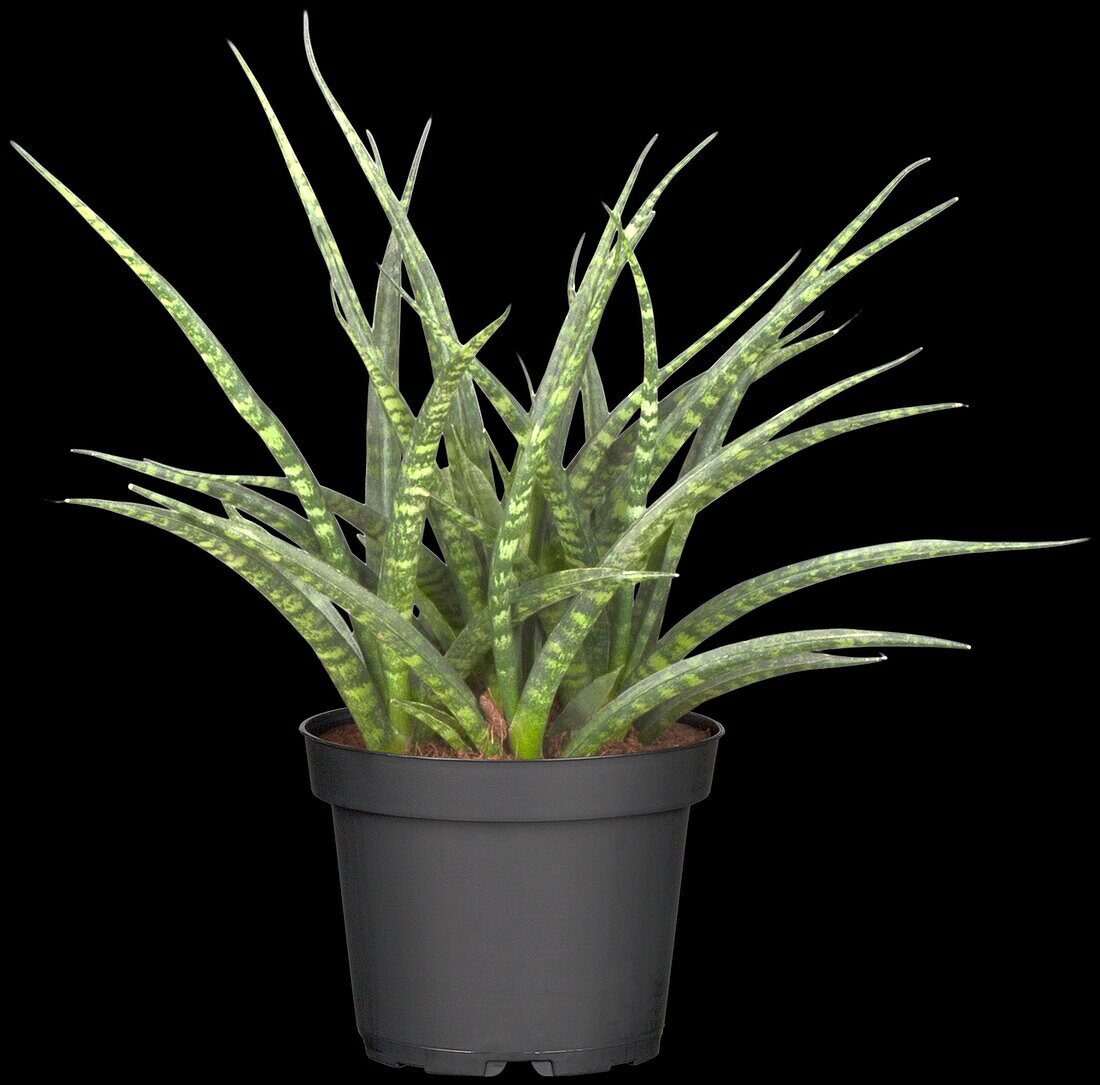 Sansevieria 'Fernwood Punk