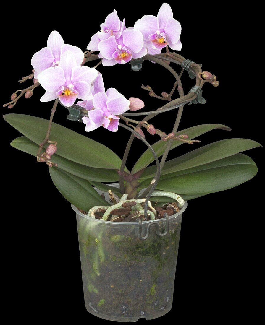 Phalaenopsis 'Buenos' hybrid