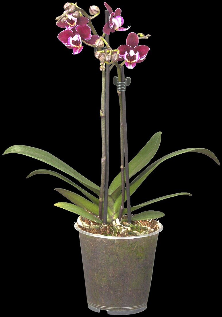 Phalaenopsis Hybride