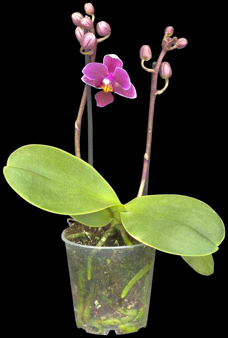 Phalaenopsis Hybride