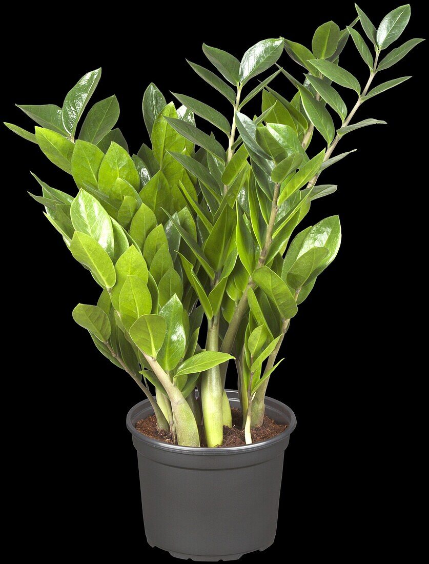 Zamioculcas zamiifolia