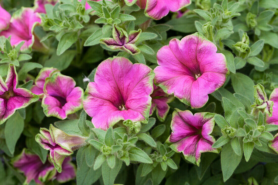 Petunia Picasso in Pink