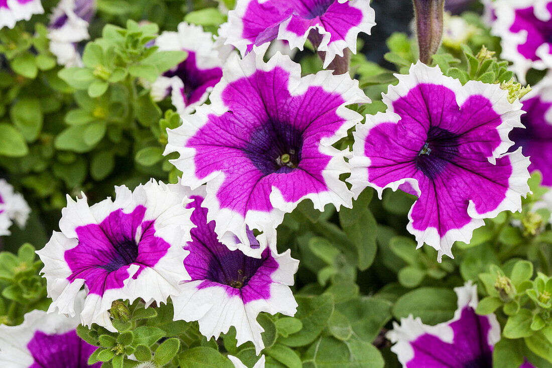 Petunia 'DESIGNER Corona Amethyst'