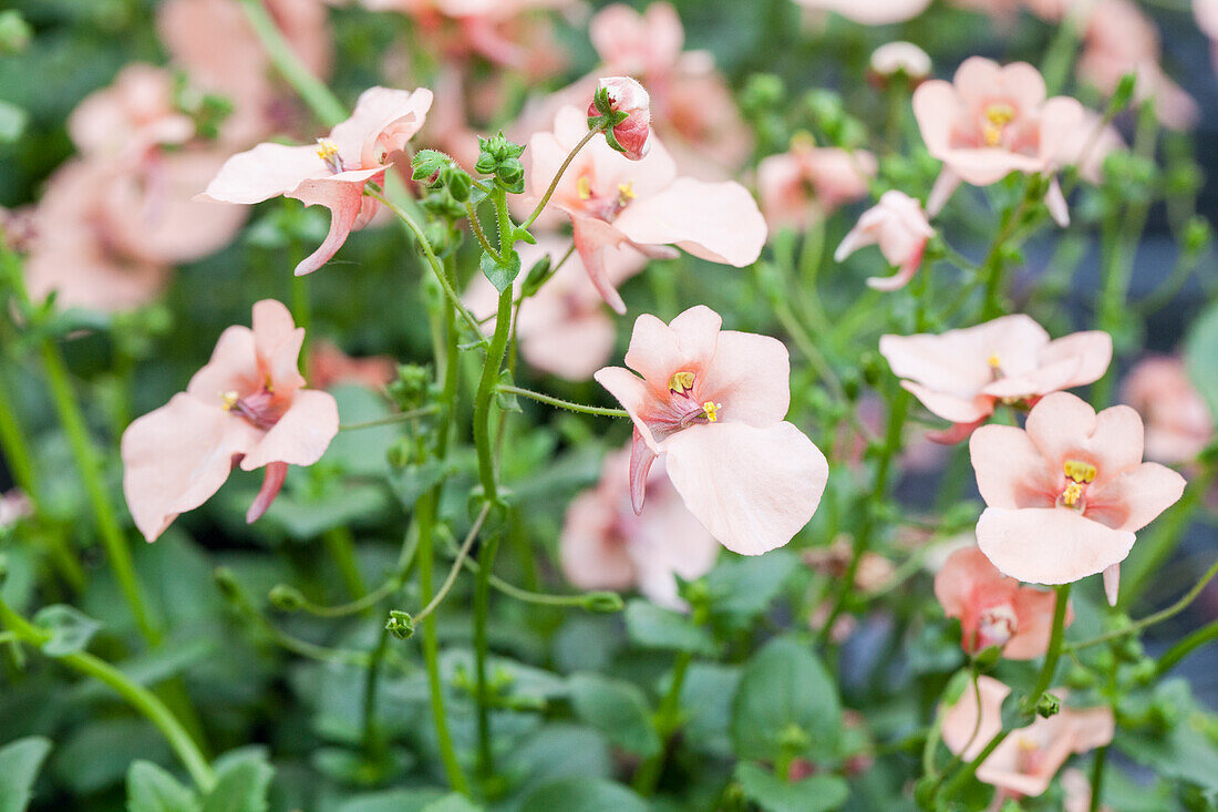 Diascia 'BREEZEE™ Plus Big Apricot'