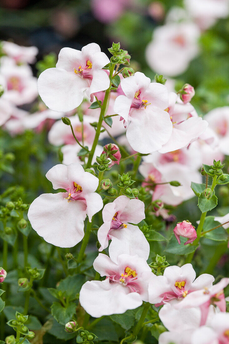 Diascia 'BREEZEE Improved Appleblossom