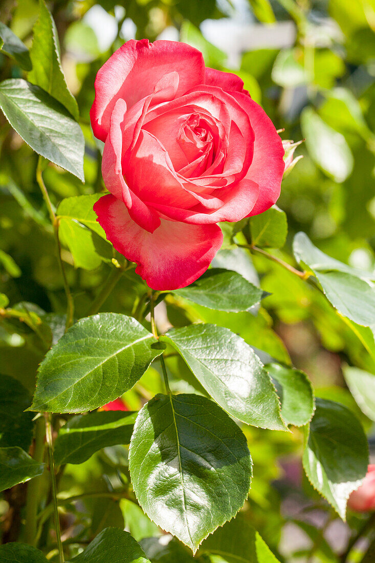 Climbing rose, bicoloured