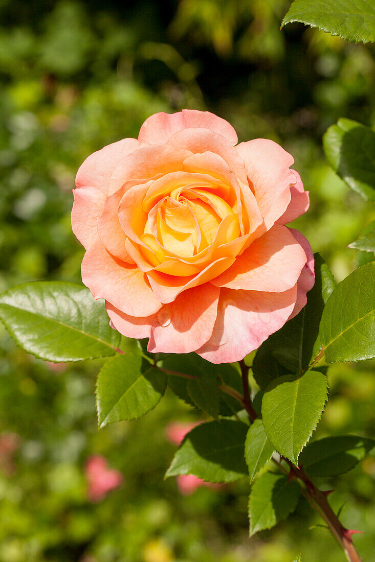 Edelrose, apricot