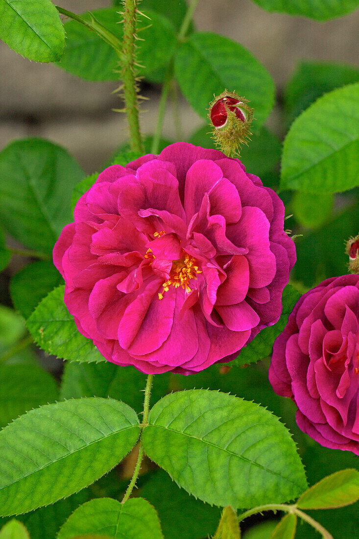 Rosa x centifolia